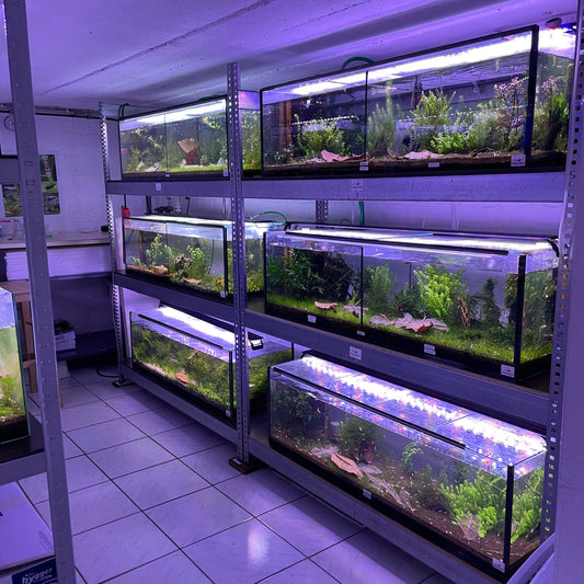 Garnelen-Pott.de Geschenkgutschein