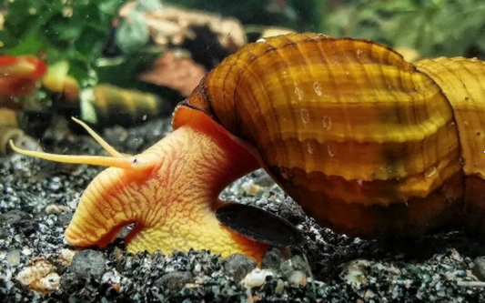 Tylomelania sp. Apricot