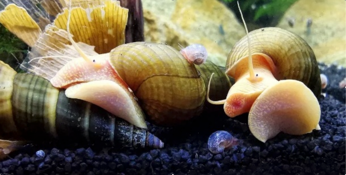 Tylomelania sp. Apricot