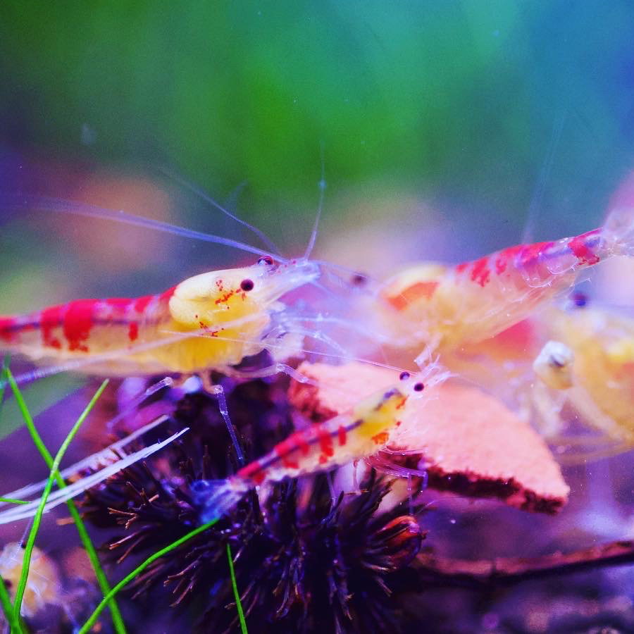 Golden Dragon Bee / Red Calceo Bee