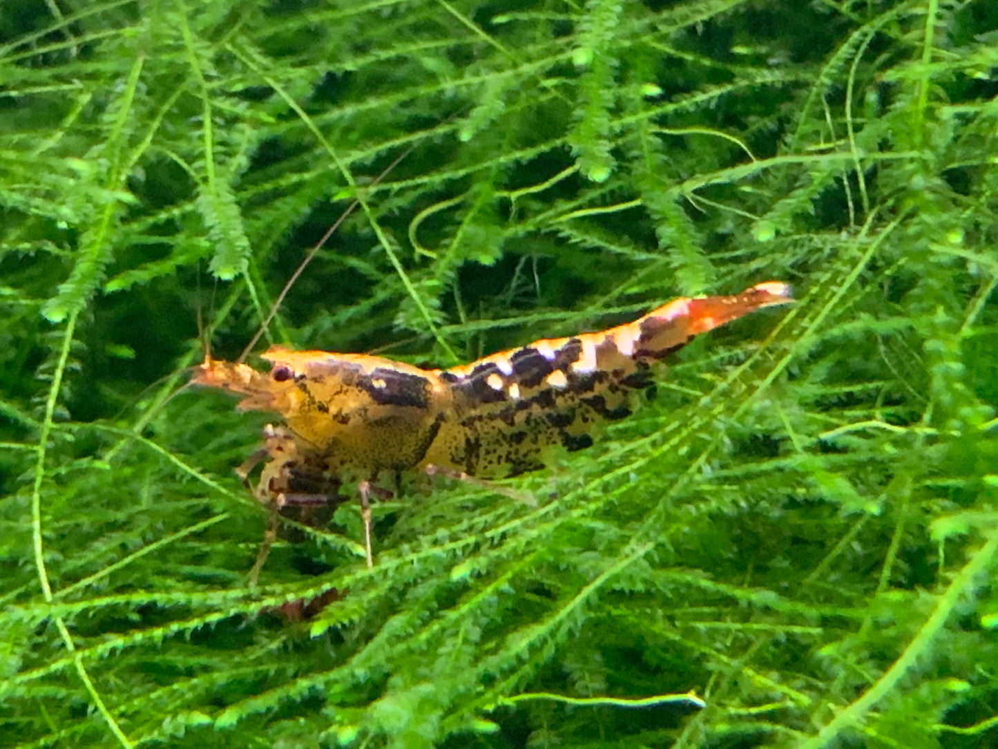 TaiTiBee Garnele