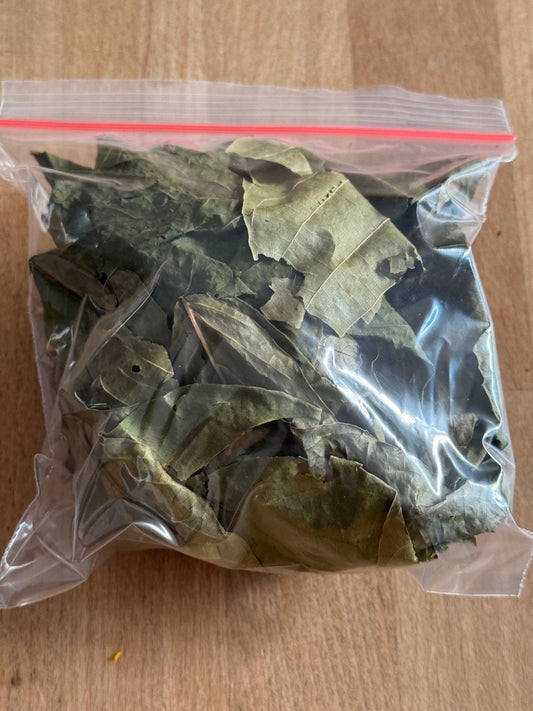 Walnusbaumblätter getrocknet