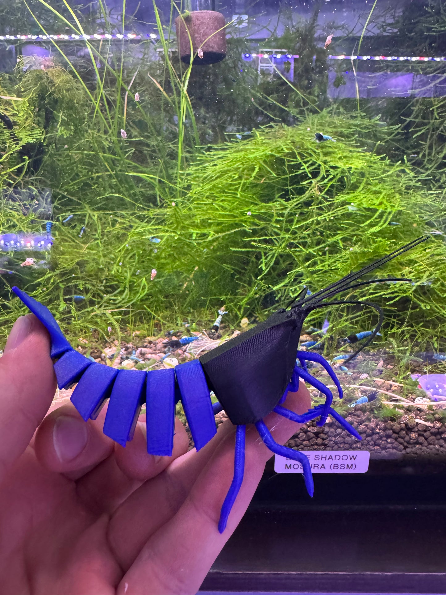Shrimpy - die Garnele!