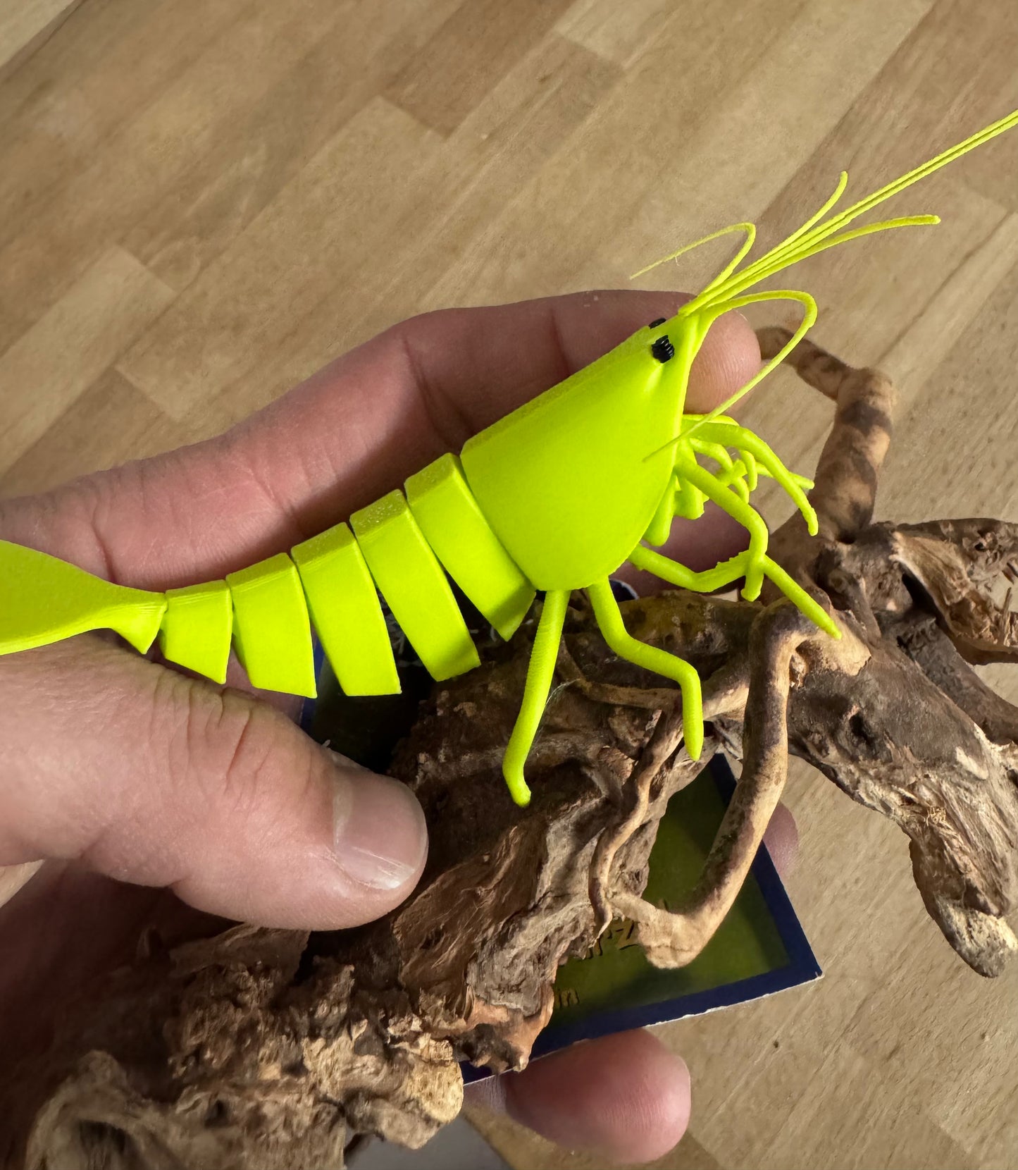 Shrimpy - die Garnele!