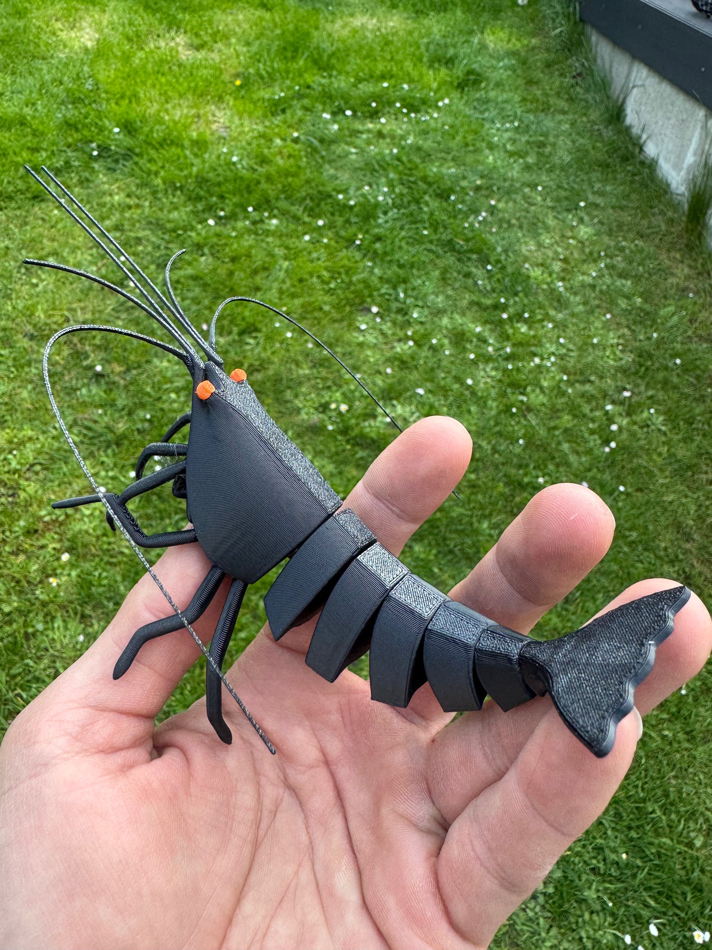 Shrimpy - die Garnele!