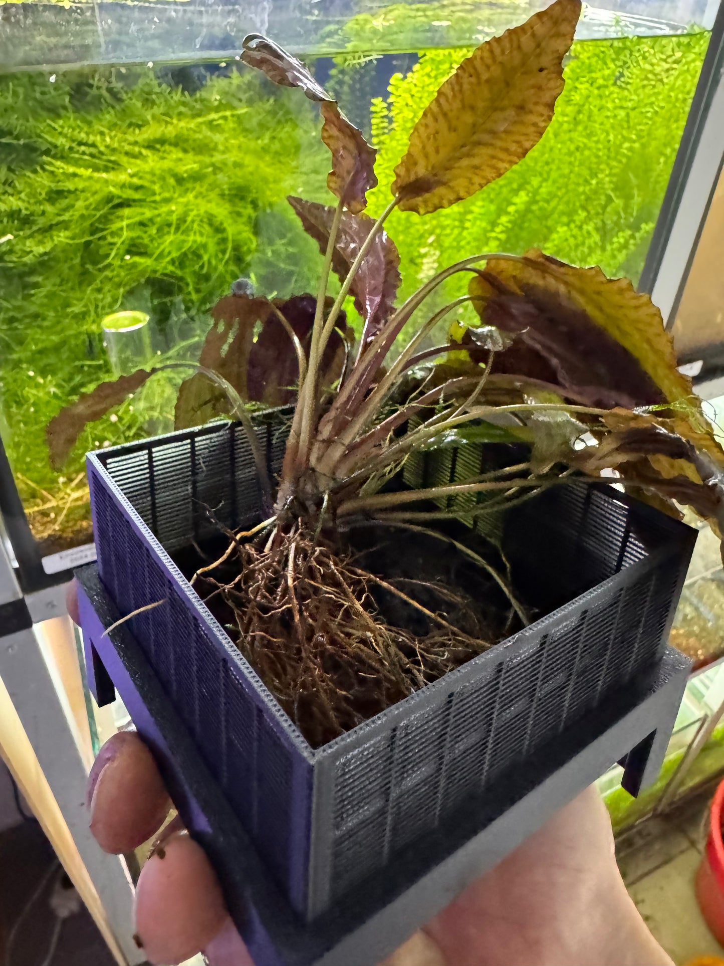 SHRIMPYS Soil Box