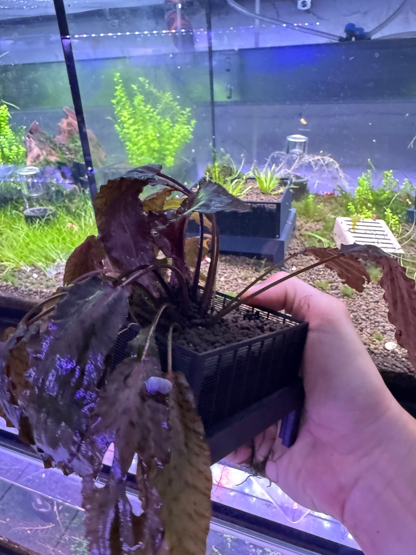 SHRIMPYS Soil Box