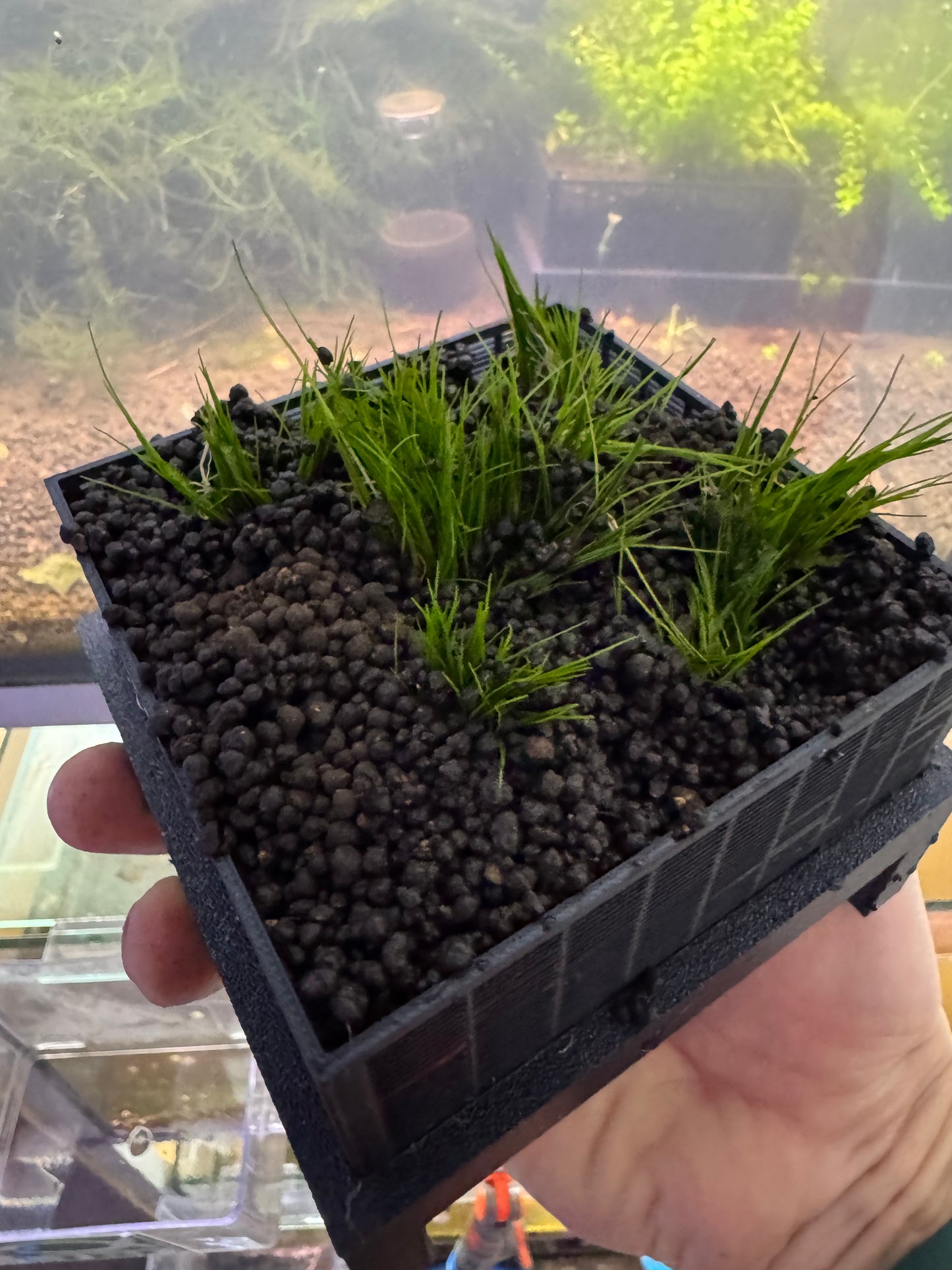 SHRIMPYS Soil Box