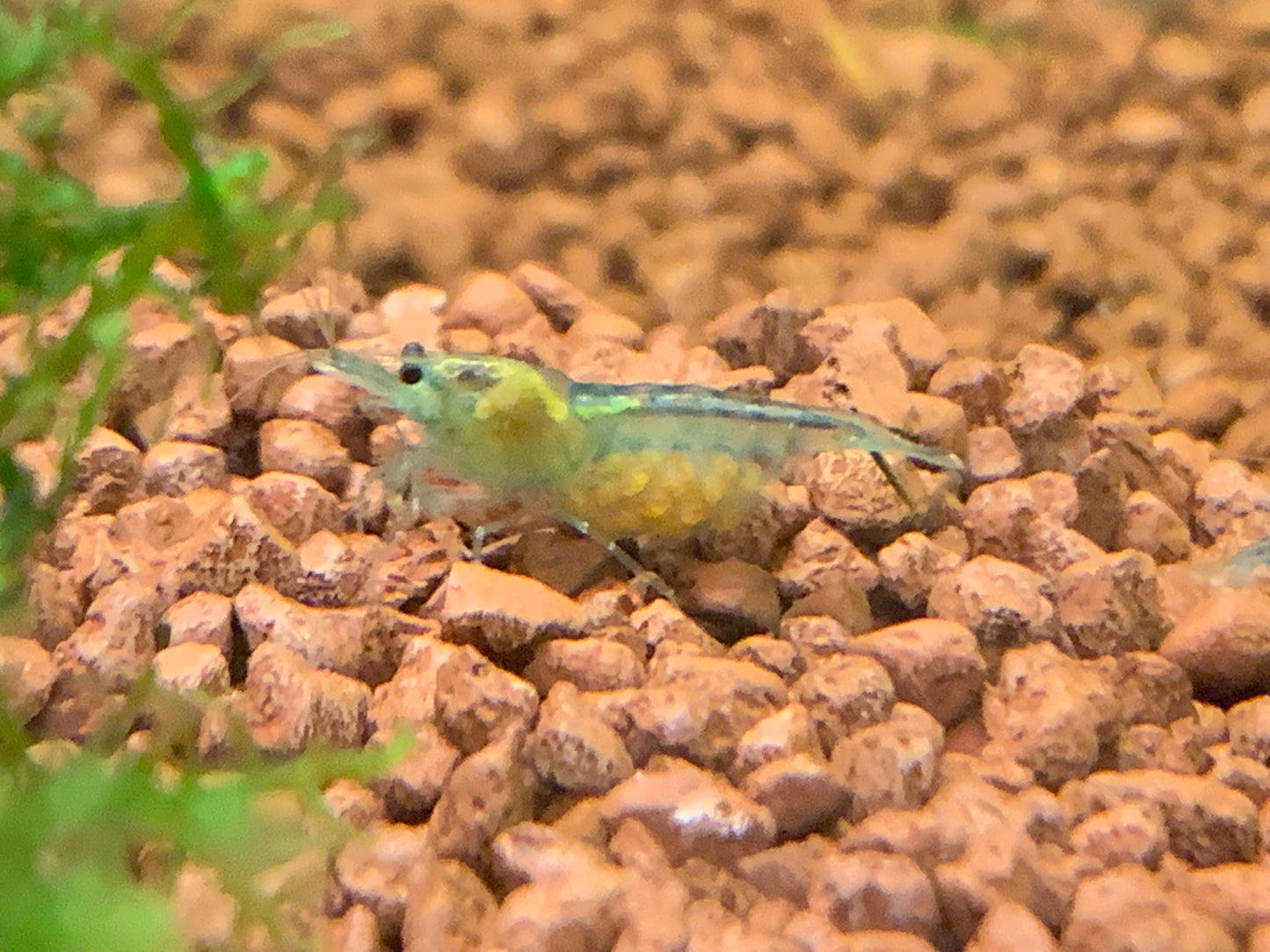 Blue Jelly