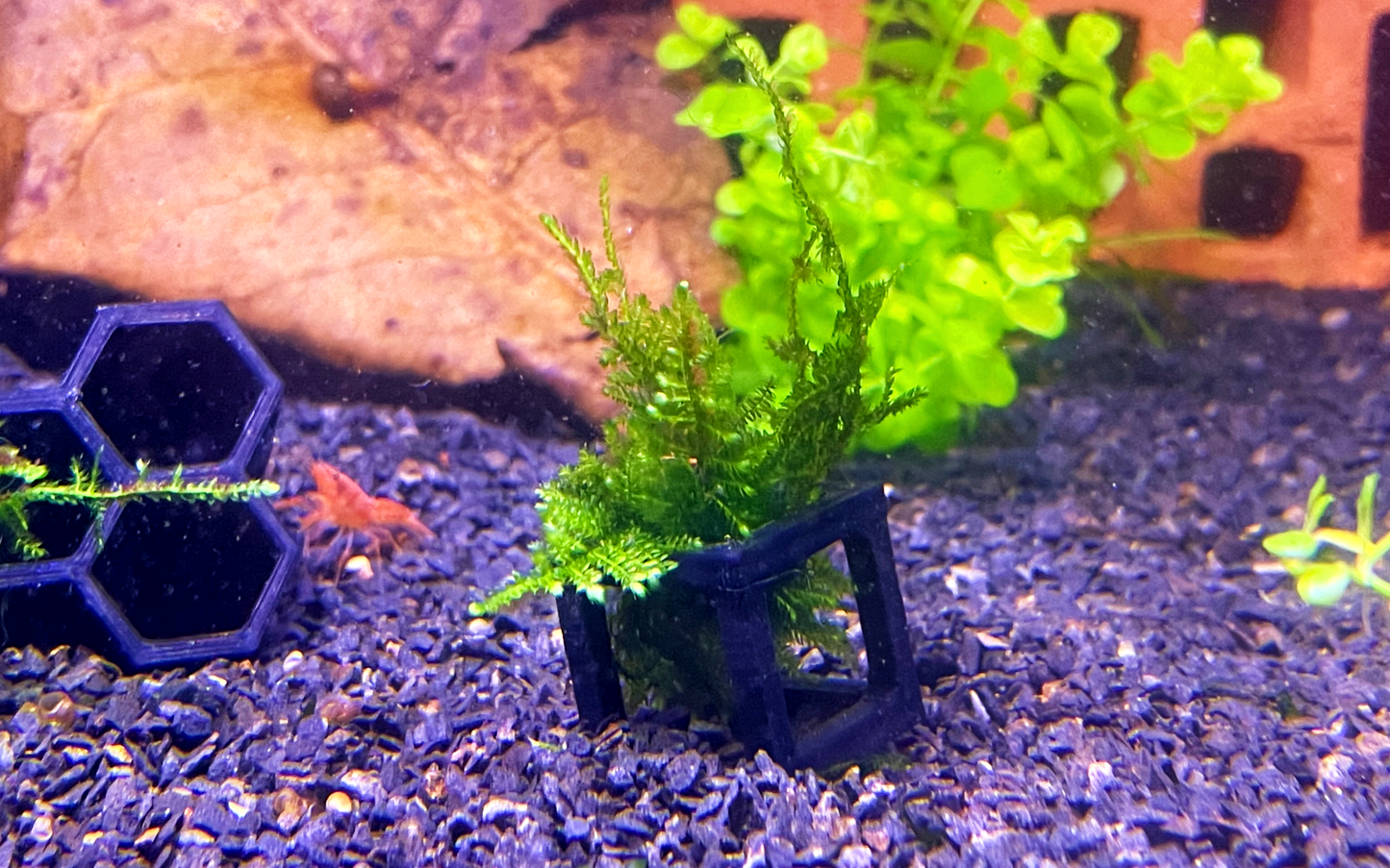 Garnelen-Würfel 5er Set