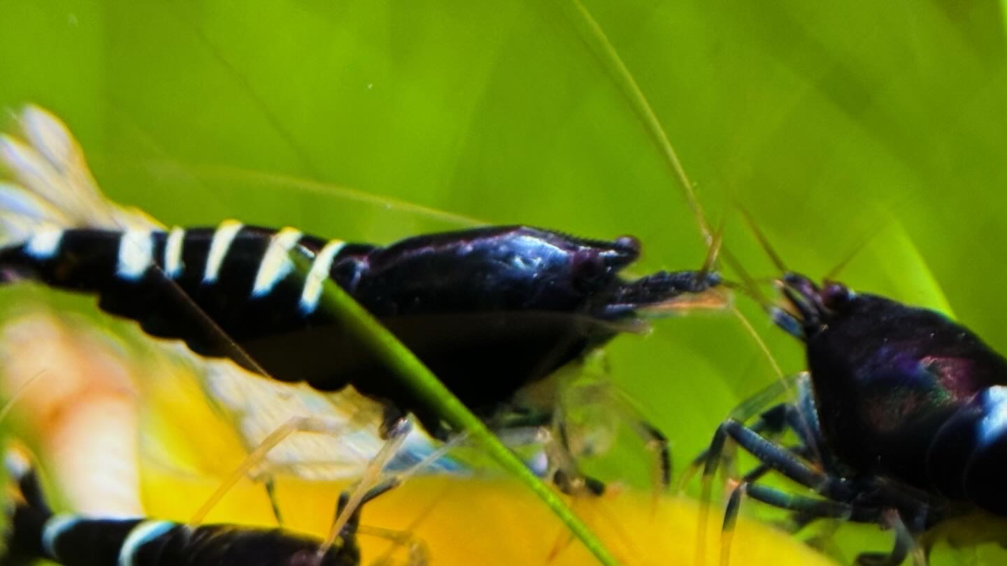 Schwarze Pinto