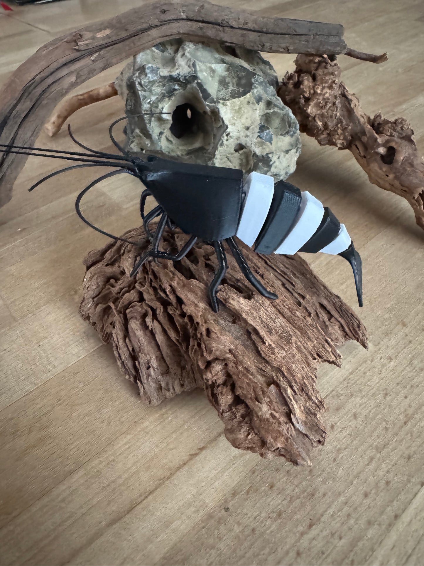 Shrimpy - die Garnele!