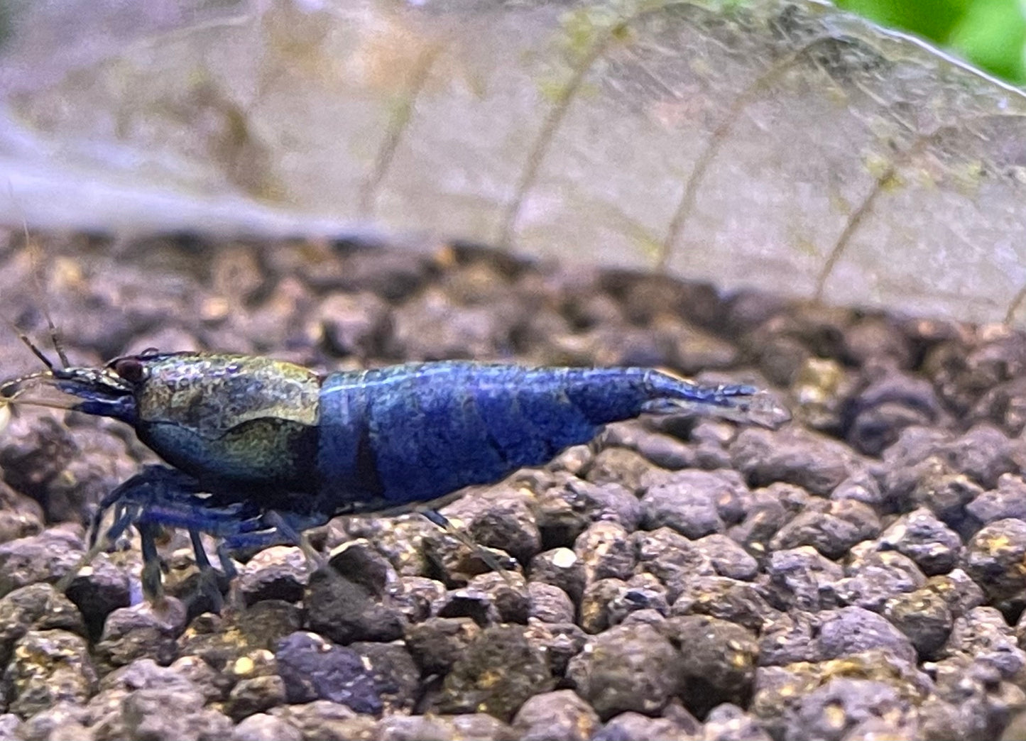 Caridina Crazy Blue aus deutscher Nachzucht – Garnelen-Pott.de Essen