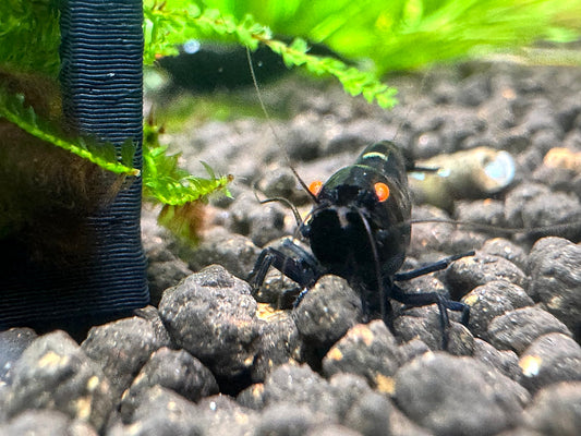 Caridina King Kong OE Garnele aus deutscher Nachzucht, Orange Eyes frontal – Garnelen-Pott.de Essen