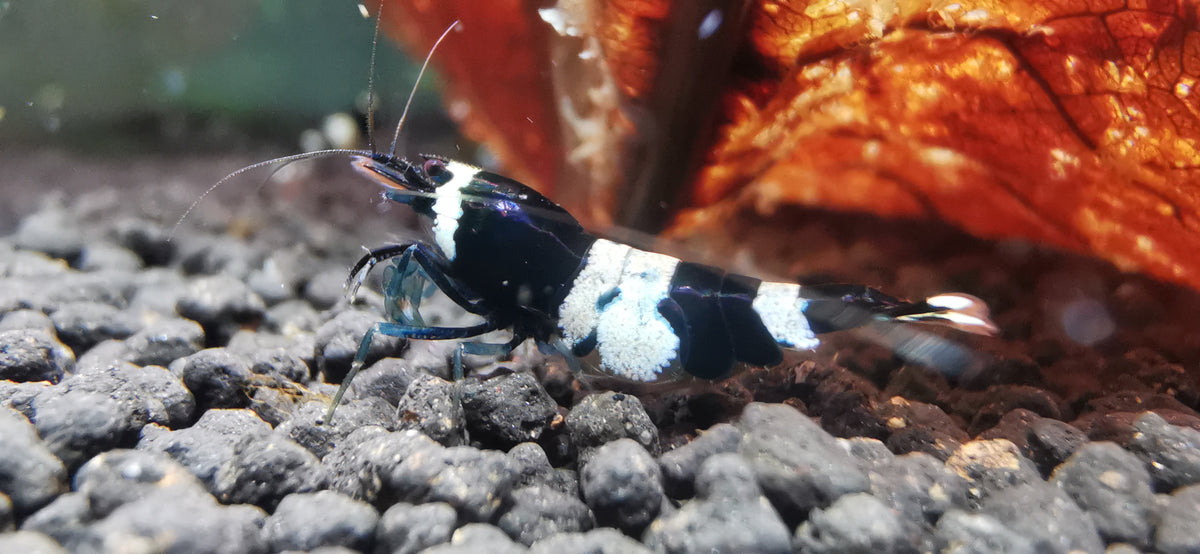 Caridina Panda Taiwan Bee aus deutscher Nachzucht – Garnelen-Pott.de Essen