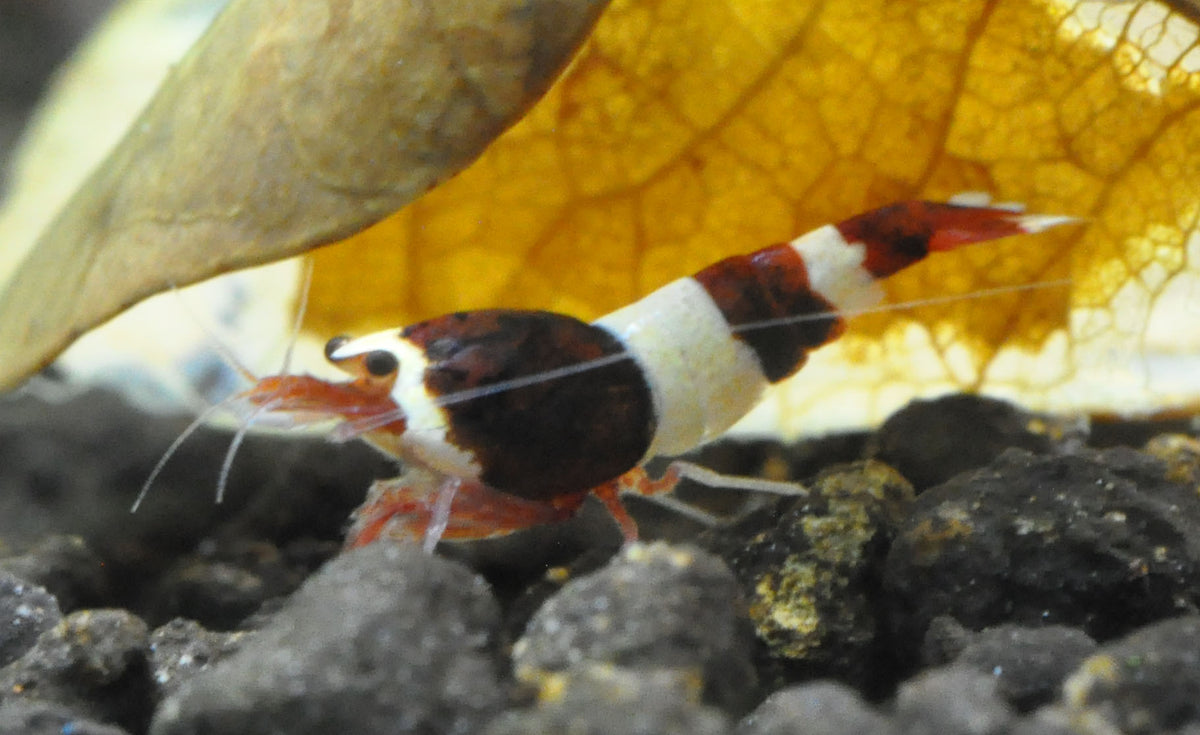 Caridina Red Wine Taiwan Bee unter einem Laubblatt – deutsche Nachzucht von Garnelen-Pott.de Essen