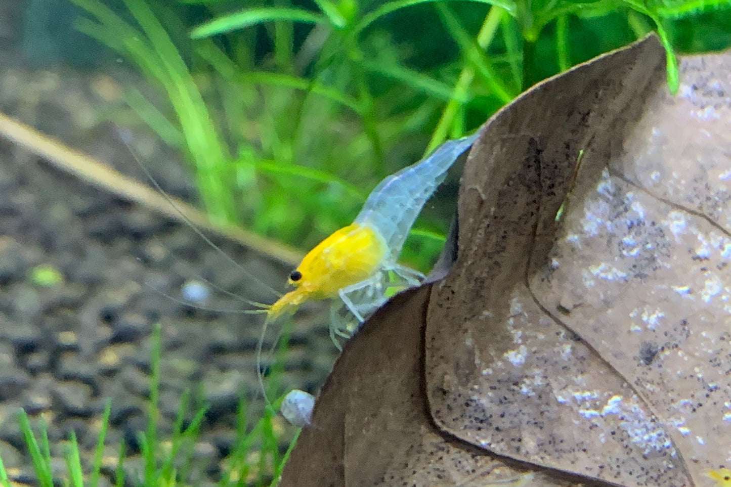 Caridina YKK Skeleton an einem Laubblatt – deutsche Nachzucht von Garnelen-Pott.de Essen