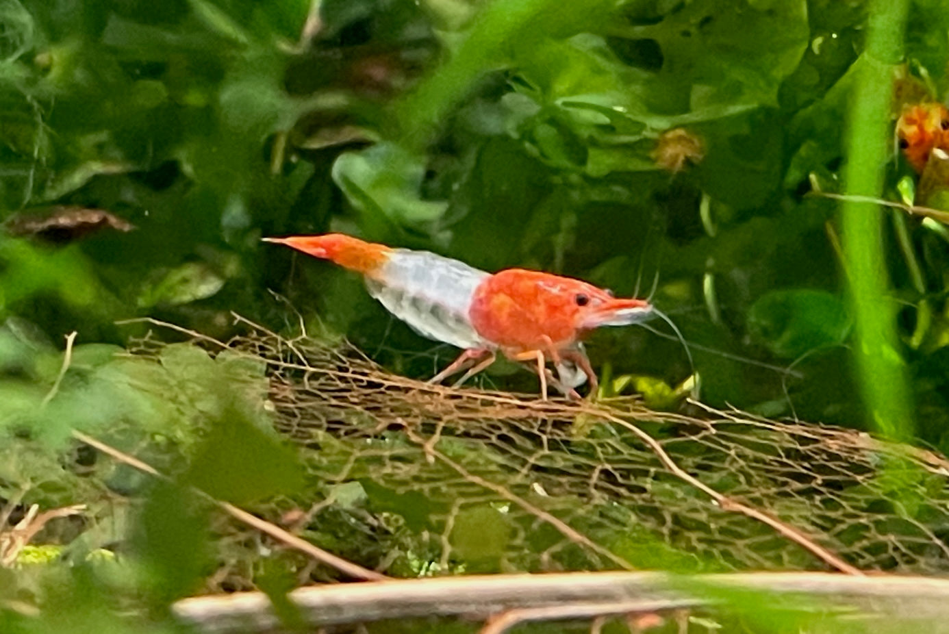 Neocaridina Orange Rilli aus deutscher Nachzucht – Garnelen-Pott.de Essen