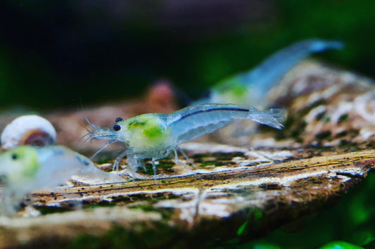 Neocaridina White Pearl Gruppe mit Schnecken auf einer Wurzel – deutsche Nachzucht von Garnelen-Pott.de Essen