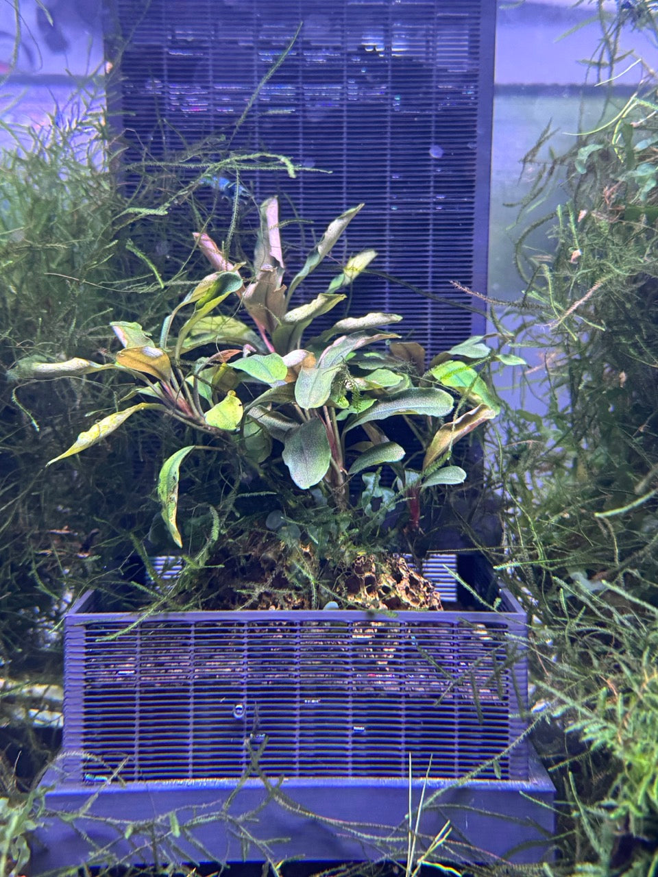 SHRIMPYS® Soil Wall SW100 – Soilwechsel leicht gemacht