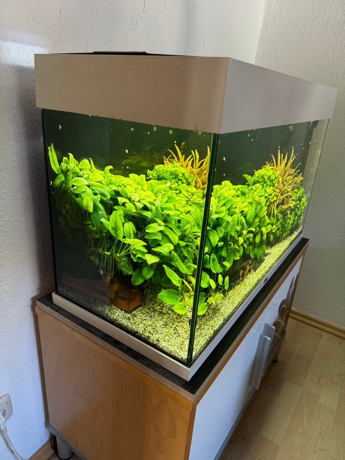 Garnelenbecken einrichten