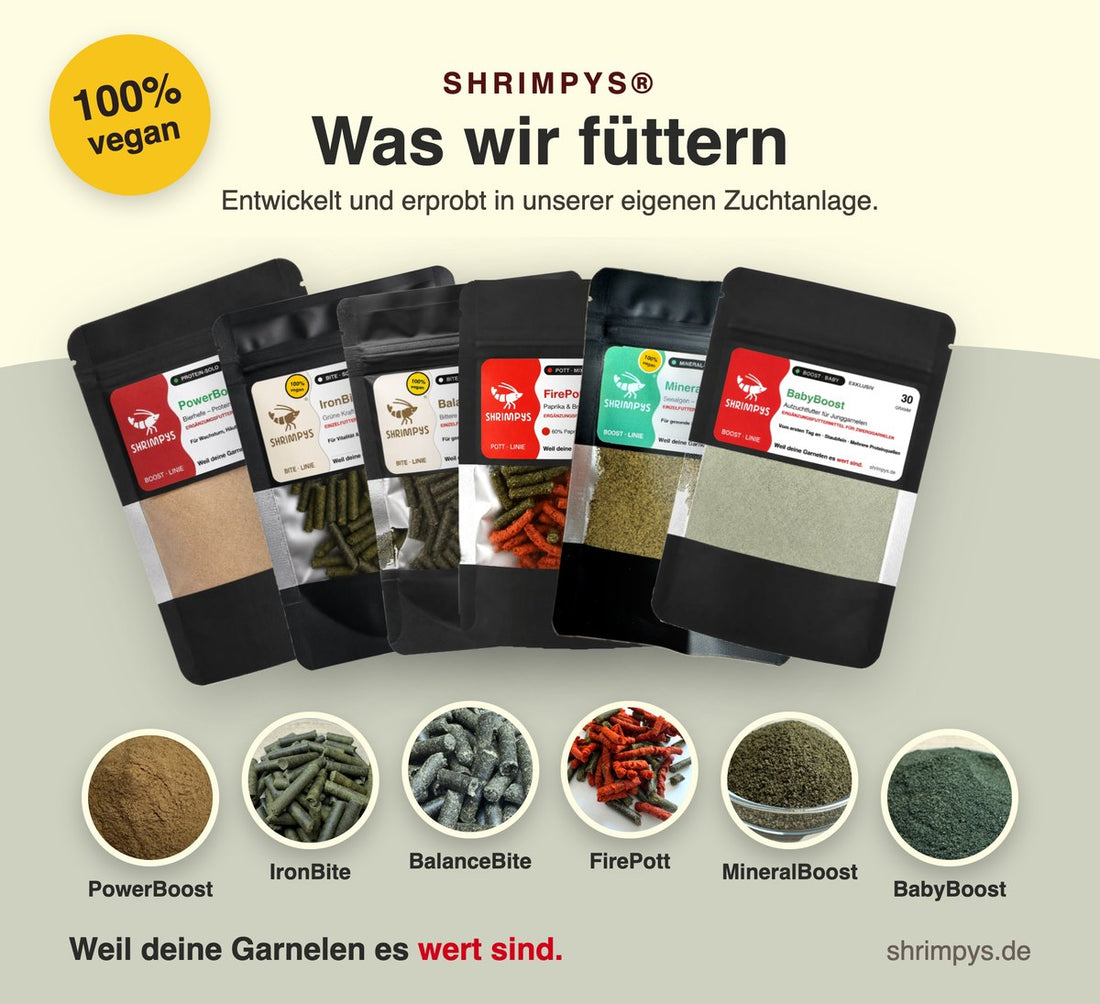 Garnelen richtig füttern – der Wochenplan aus der Zuchtanlage