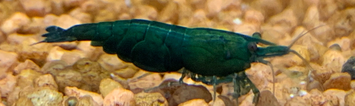 Neocaridina Garnele im Aquarium – Beratung zur passenden Art bei Garnelen-Pott.de Essen