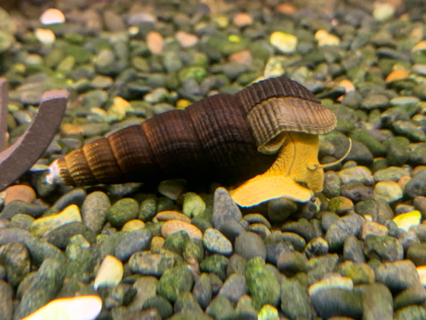 Tylomelania Schnecke aus deutscher Nachzucht – Garnelen-Pott.de Essen