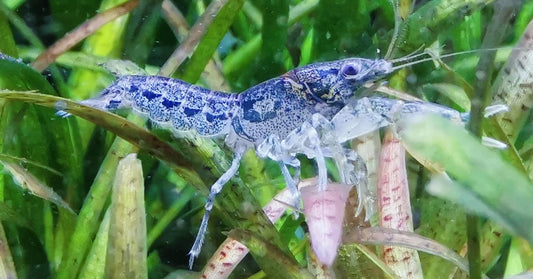 Blau/Brauner Zwergflußkrebs