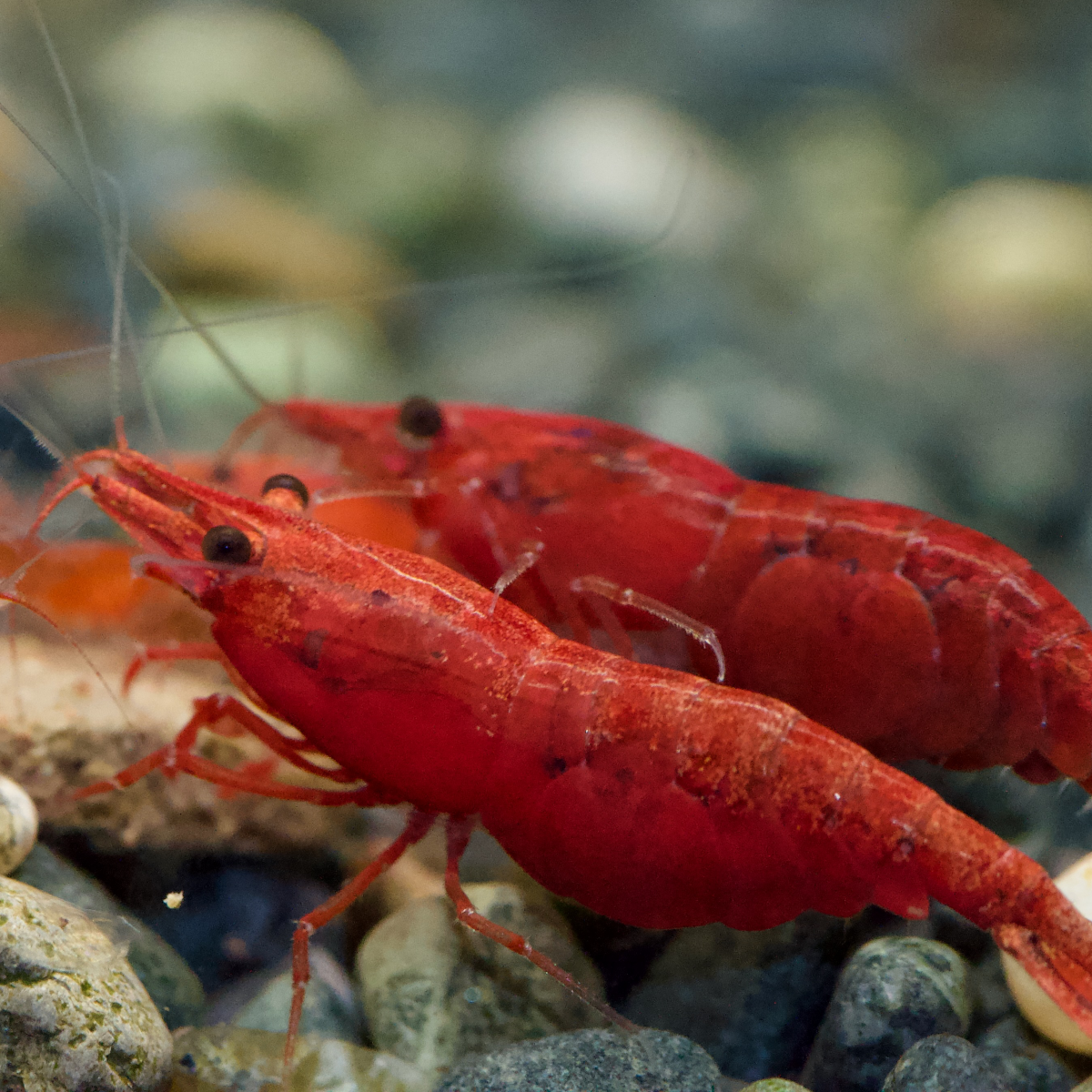 Bloody Mary Neocaridina