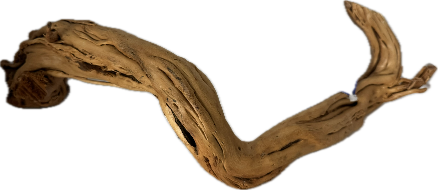 Curl Wood „Mittel“ (40–60 cm) – Natürliche Aquarium-Wurzel für Garnelen & Aquascaping