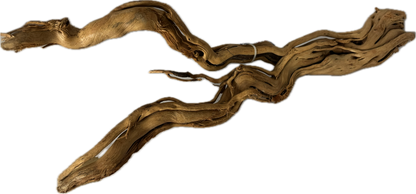 Curl Wood „Mittel“ (40–60 cm) – Natürliche Aquarium-Wurzel für Garnelen & Aquascaping