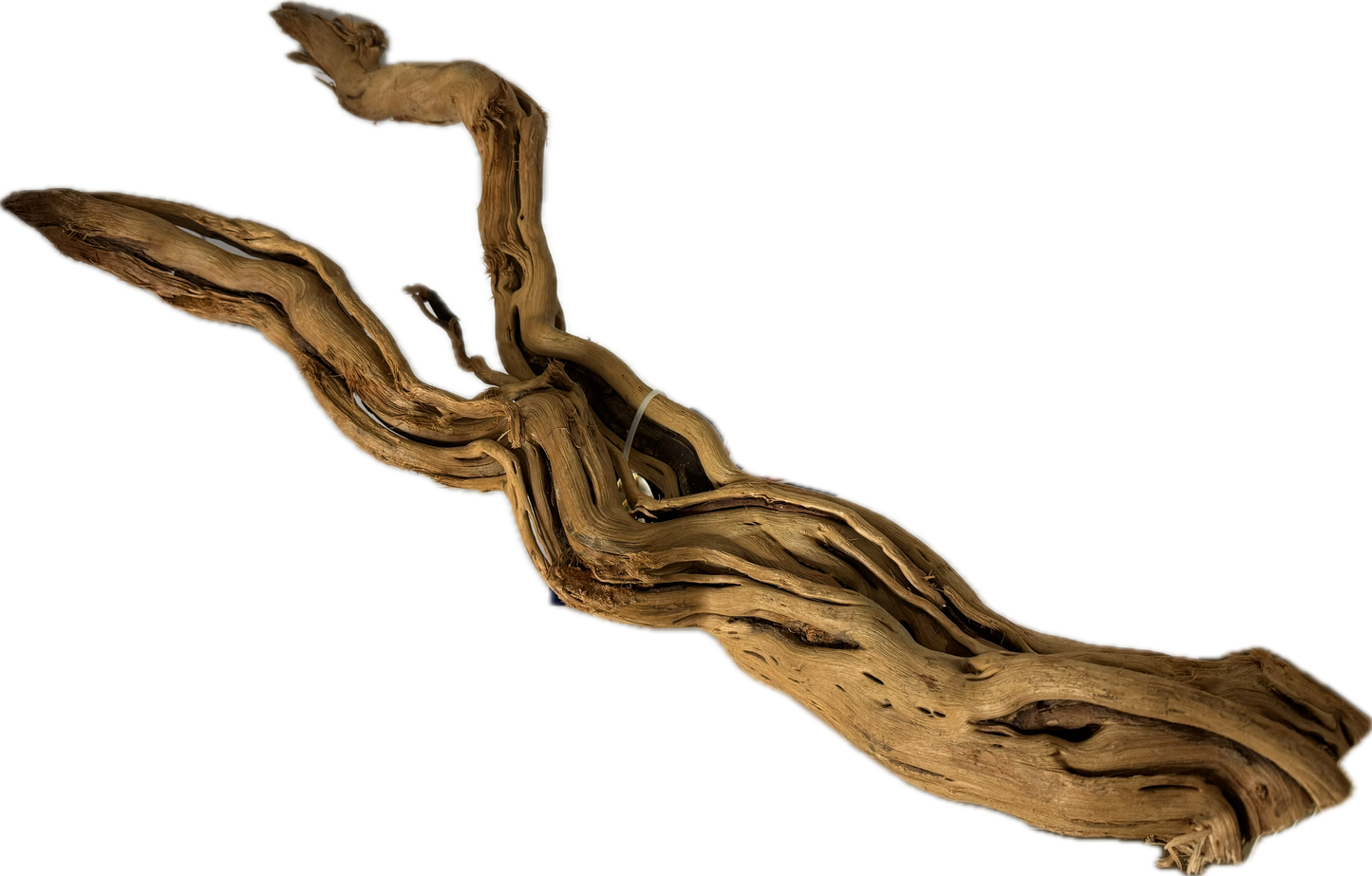 Curl Wood „Mittel“ (40–60 cm) – Natürliche Aquarium-Wurzel für Garnelen & Aquascaping