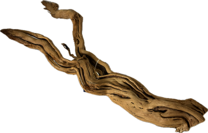 Curl Wood „Mittel“ (40–60 cm) – Natürliche Aquarium-Wurzel für Garnelen & Aquascaping