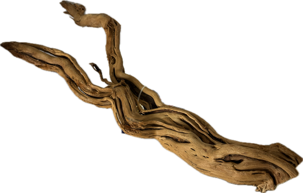 Curl Wood Mittel 40–60 cm – Aquariumwurzel fürs Scape – Aquariendeko von Garnelen-Pott.de Essen