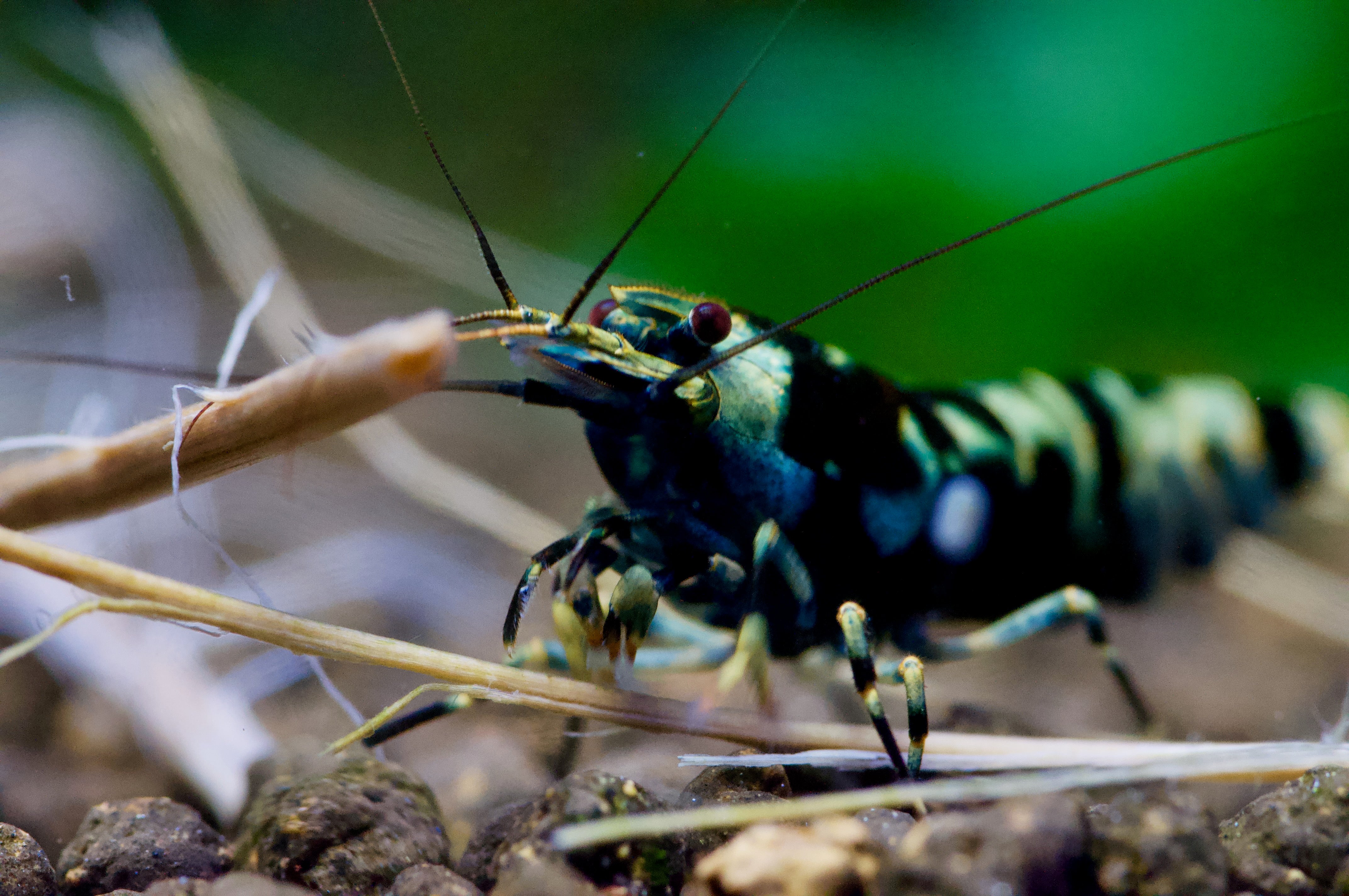 Garnelen Speiseplan – Garnelen-Pott.de Garnelen Speiseplan – Garnelen-Pott.de