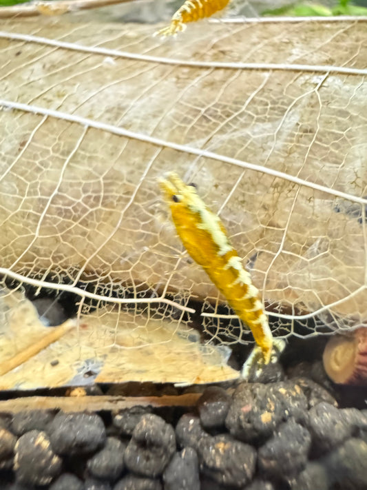 Yellow Galaxy Pinto aus Fishbone Stamm