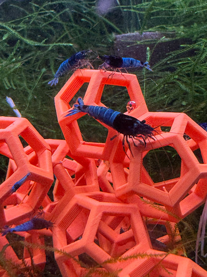 SHRIMPYS Garnelen Spielplatz
