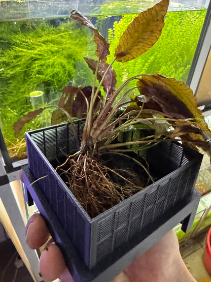 SHRIMPYS Soil Box
