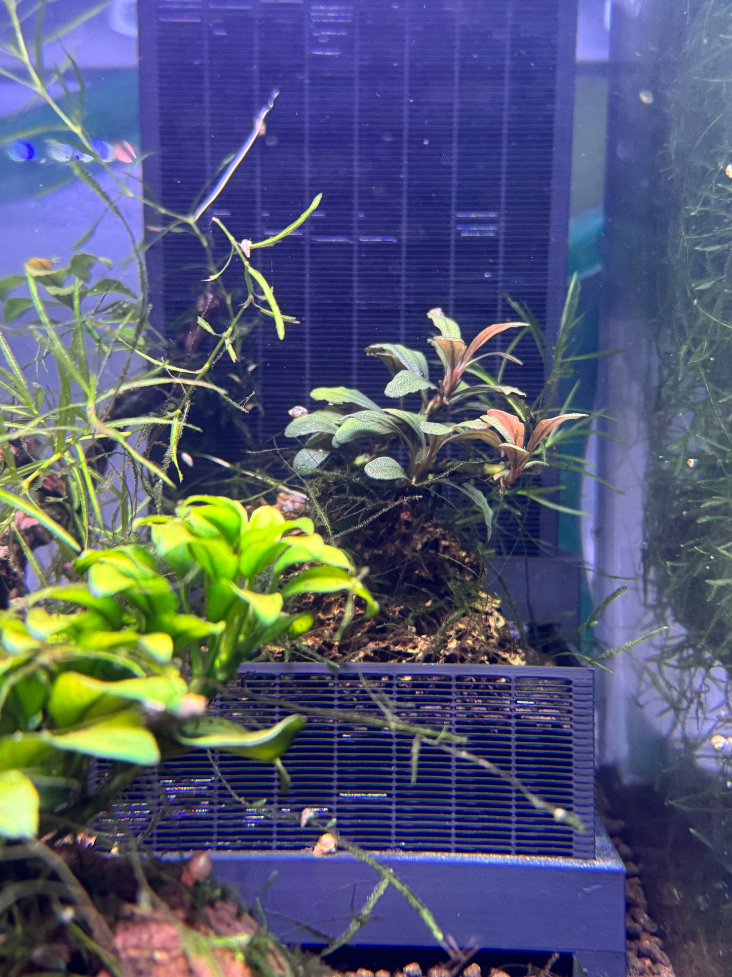 SHRIMPYS Soil Wall (SW100)