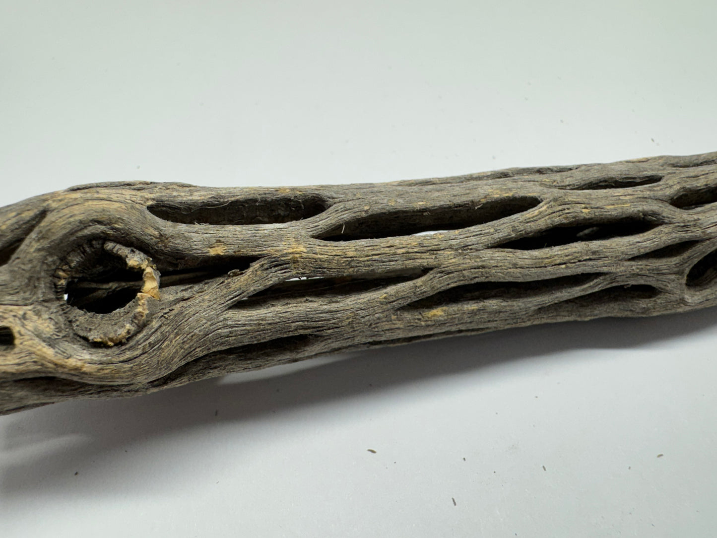 Cholla Wood 15 cm (Ø 2 bzw. 3 cm) – Versteckplatz, Futterquelle & Deko für Garnelen-Aquarien