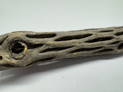 Cholla Wood 15 cm (Ø 2 bzw. 3 cm) – Versteckplatz, Futterquelle & Deko für Garnelen-Aquarien