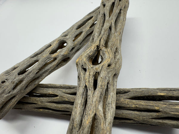 Cholla Wood 15 cm – Versteck & Futterquelle für Garnelen – Aquariendeko von Garnelen-Pott.de Essen