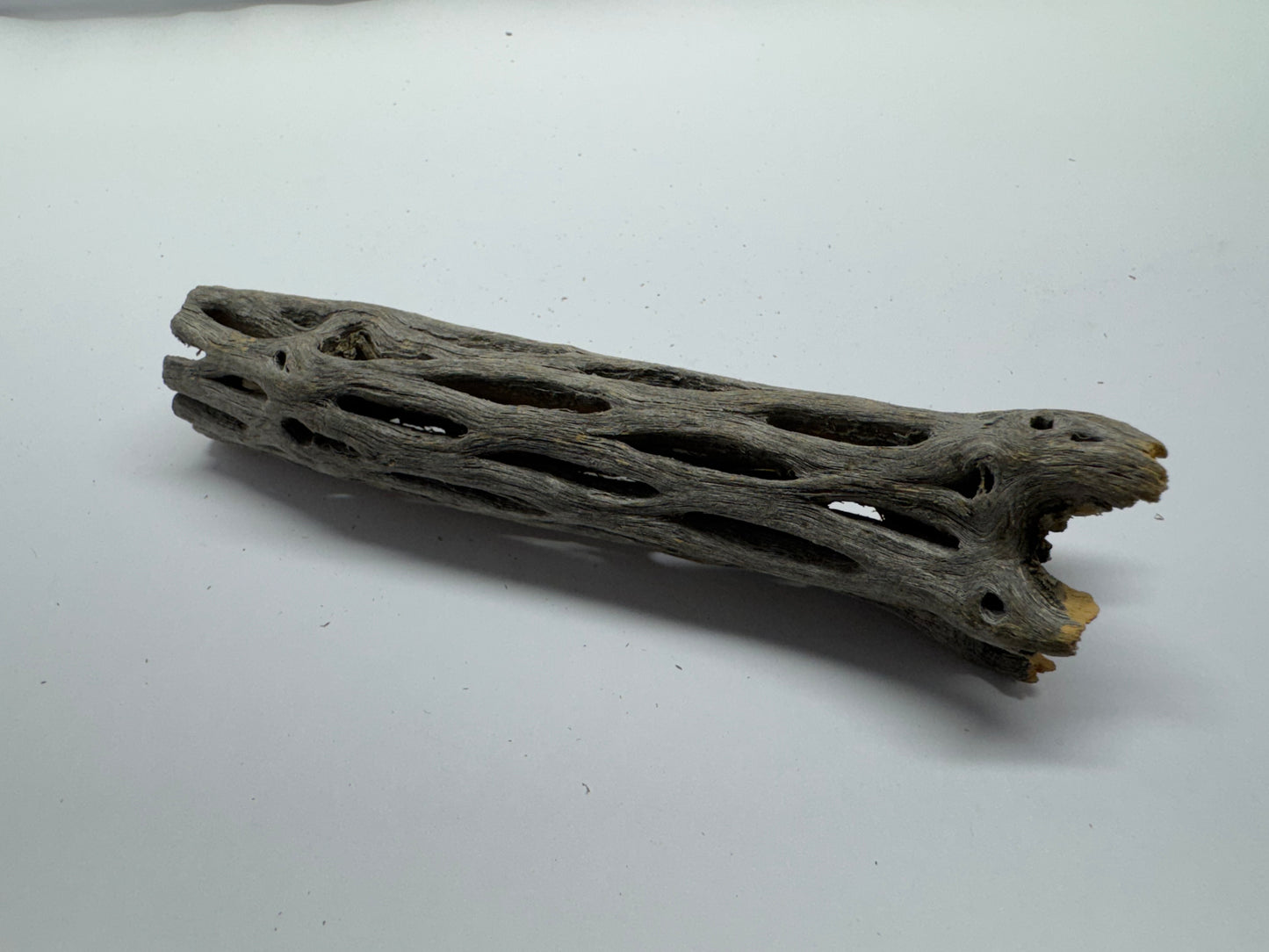 Cholla Wood 15 cm (Ø 2 bzw. 3 cm) – Versteckplatz, Futterquelle & Deko für Garnelen-Aquarien