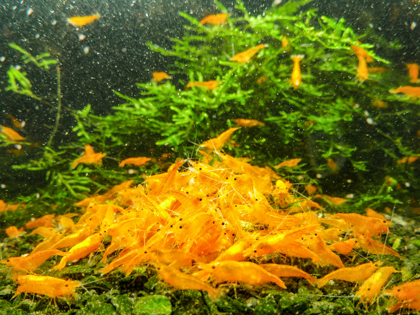 GARNELEN4YOU® Mineral Sticks | mineralstoffreiches Hauptfutter | Premium Garnelenfutter, 30g