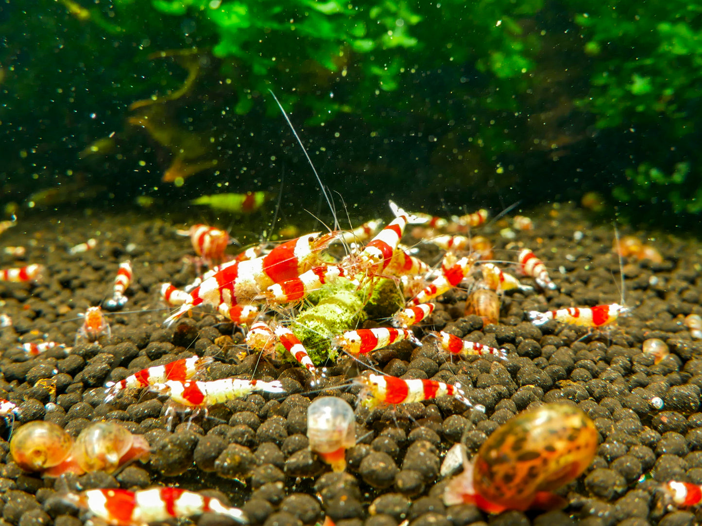 GARNELEN4YOU® Mineral Sticks | mineralstoffreiches Hauptfutter | Premium Garnelenfutter, 30g