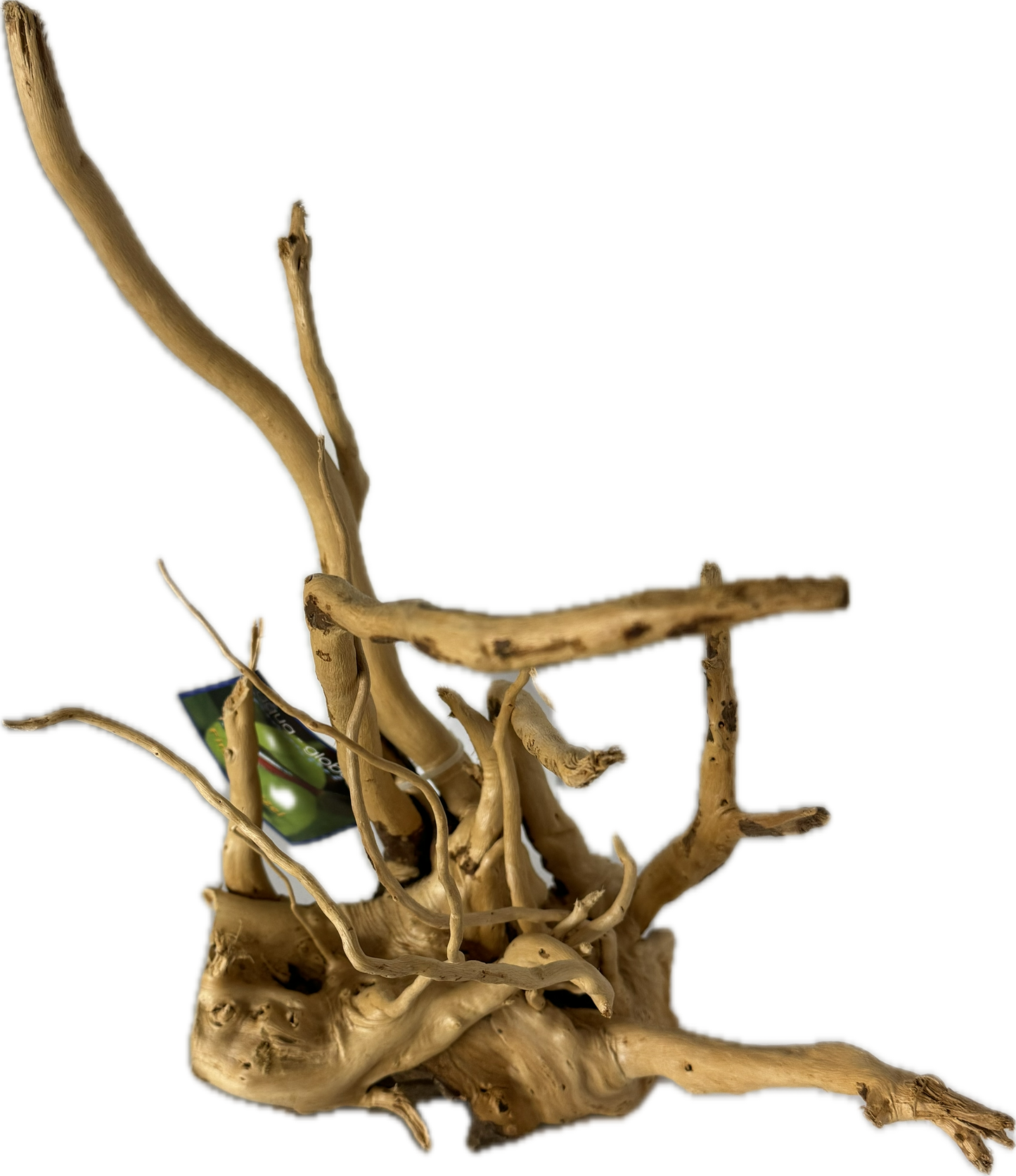 Fingerwurzel Klein 20–28 cm – Naturwurzel für Aquarien & Garnelenbecken