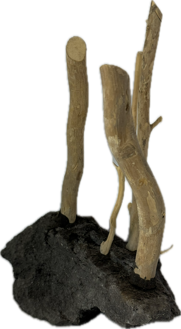 Coffee Rock mit Wurzel – Hardscape für Aquarien – Aquariendeko von Garnelen-Pott.de Essen