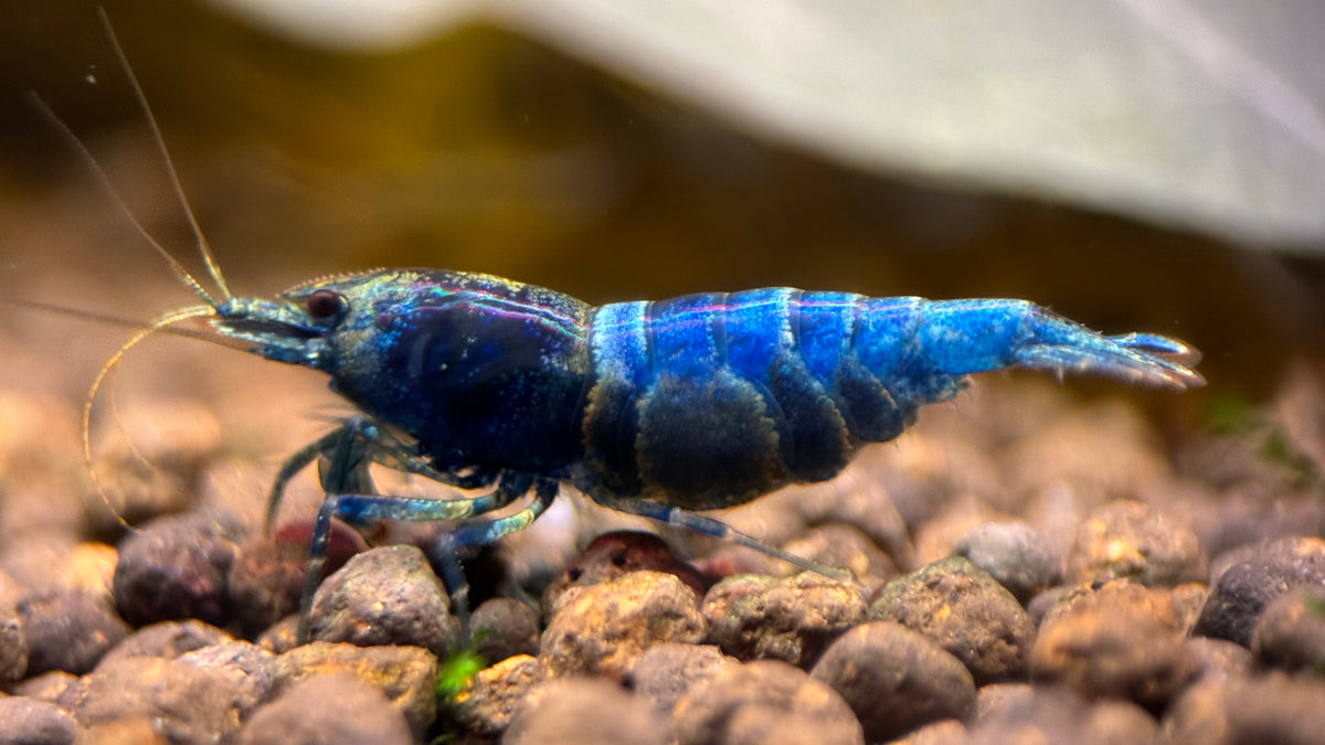 Caridina Blue Bolt aus deutscher Nachzucht – Garnelen-Pott.de Essen