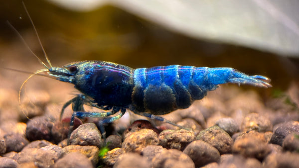 Caridina Blue Bolt aus deutscher Nachzucht – Garnelen-Pott.de Essen